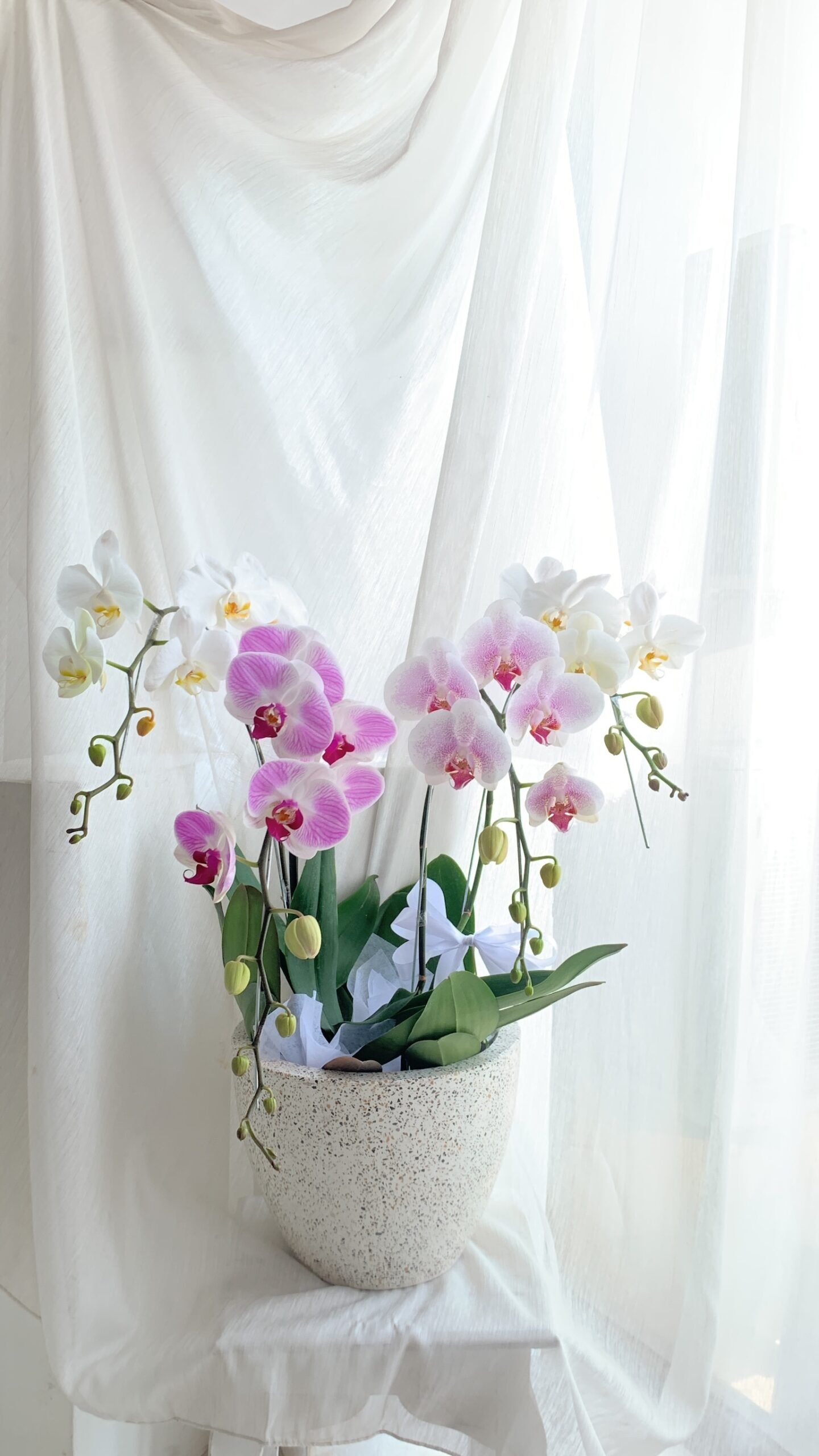 Fresh Medium Big - Image 2