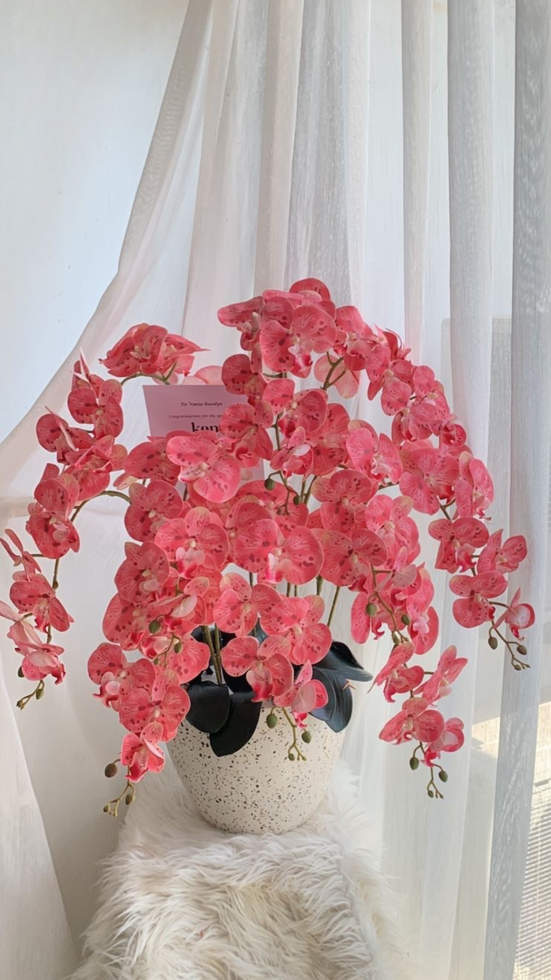 Orchid Pot