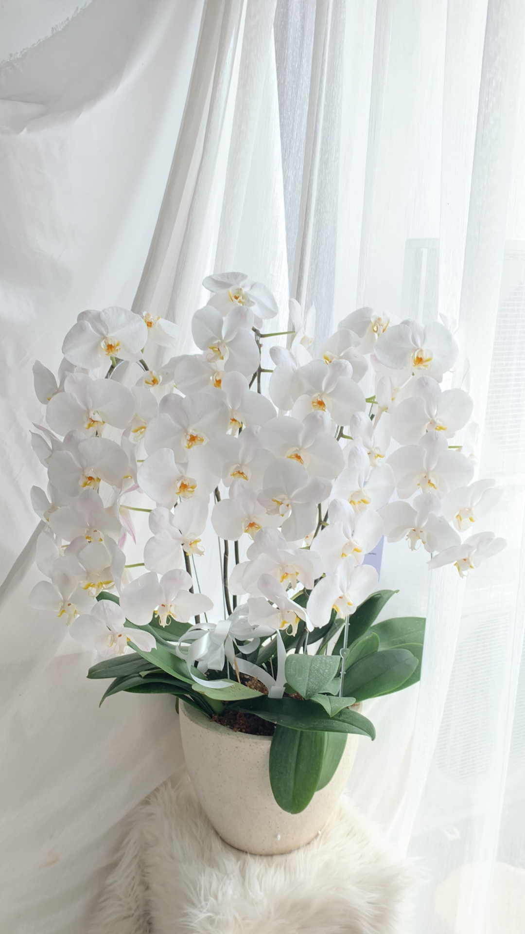 Orchid Pot - Image 11