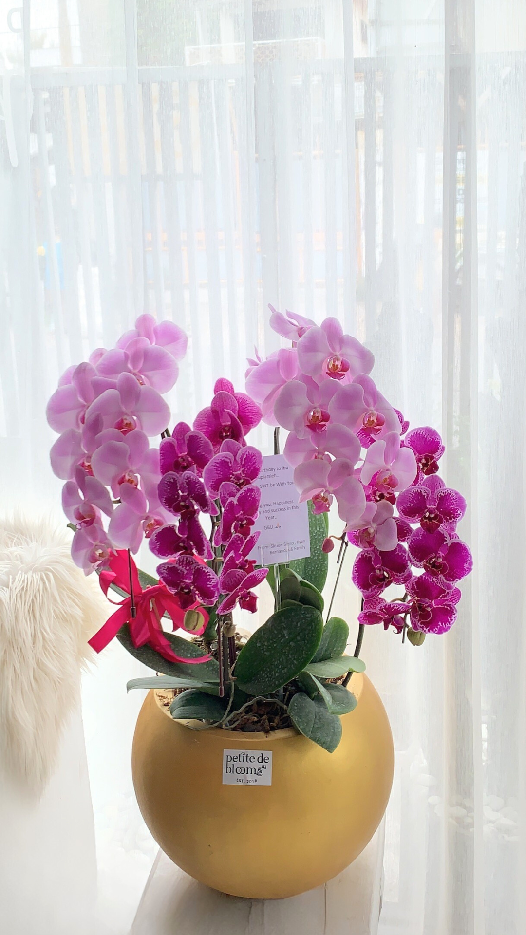 Fresh Medium Big - Image 3