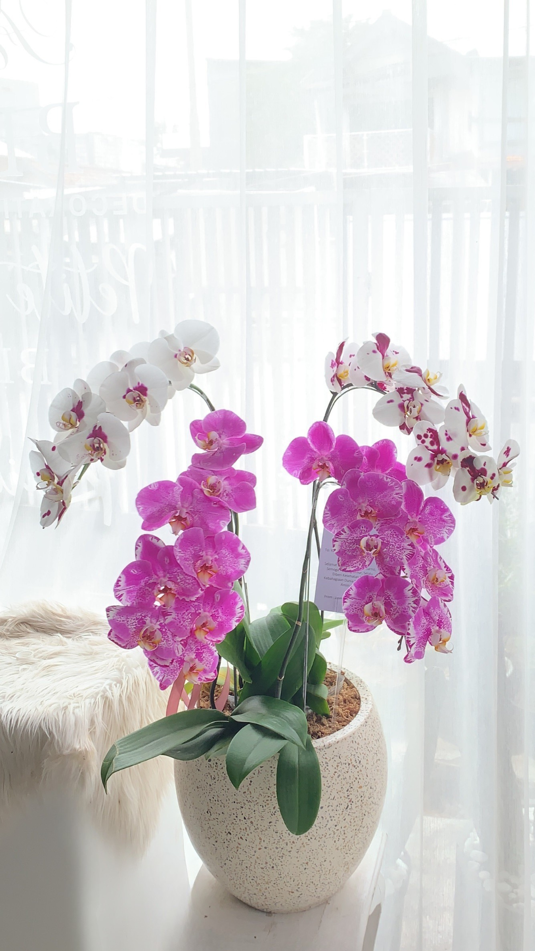 Fresh Medium Big - Image 4